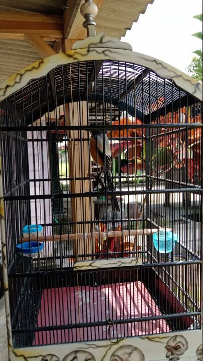 masteran kunti,gereja