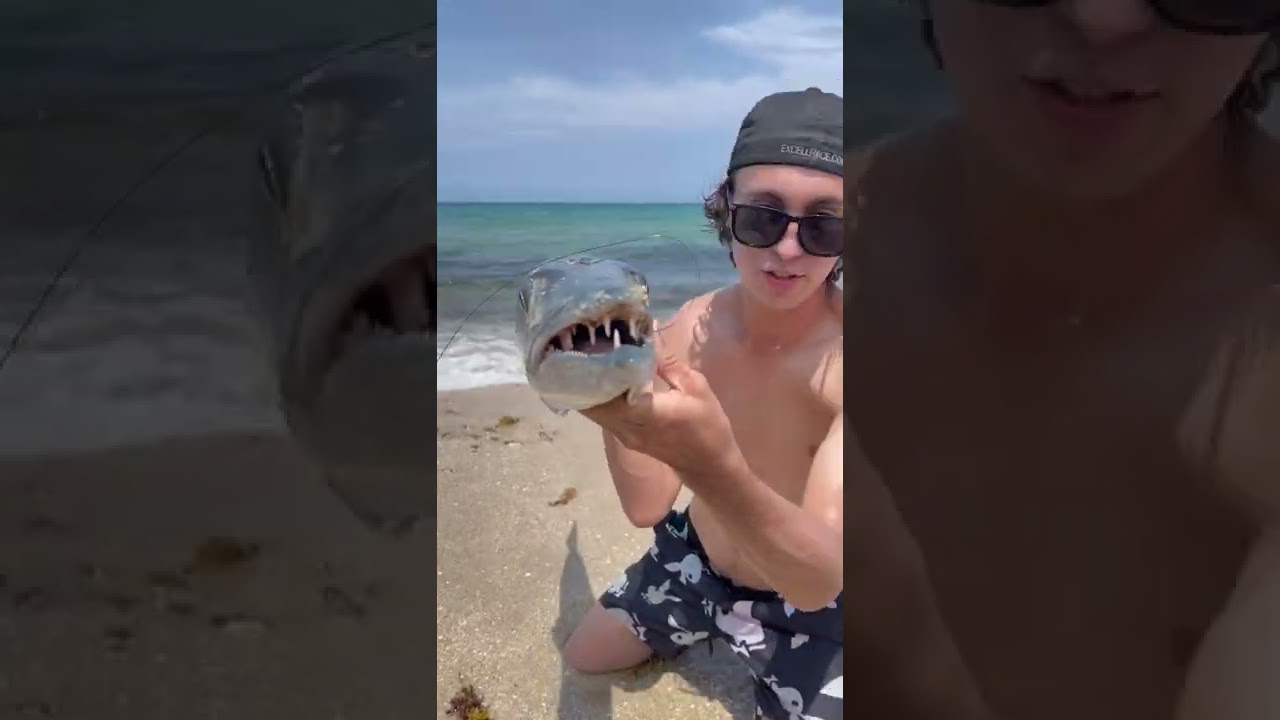 MONSTER BARRACUDA WITH SHARP TEETH!