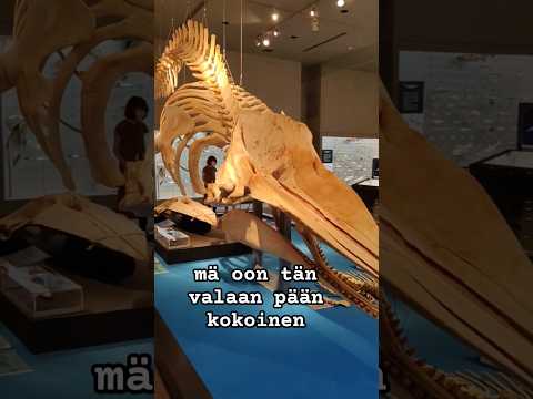 Video: Japanilainen valas: elämäntapa, levinneisyys, suojelu