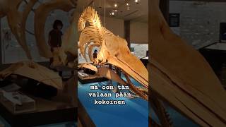 Valaiden Koko Japanissa ?