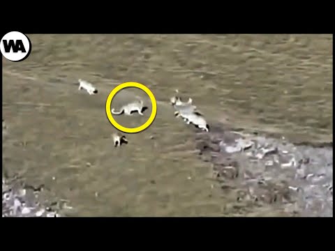 Vidéo: Scoop pour animaux de compagnie: une vidéo montre le point de vue de l'ours polaire et la famille d'un marin tombé en guerre adopte son chien