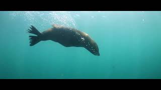 Experience The Underwater World Through The Eyes Of A Free Diver.