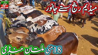 Multan Cow Mandi | Qurbani 2024 | Cholistani Sahiwal Bachre | Cow Mandi 2024 | Multan Janwar Mandi💯