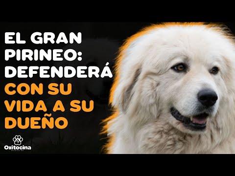 Video: Redbone Coonhound
