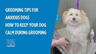 Grooming an Anxious Dog - Nail Trimming, Brushing & Bathing Tips from PETstock Groomer Danii