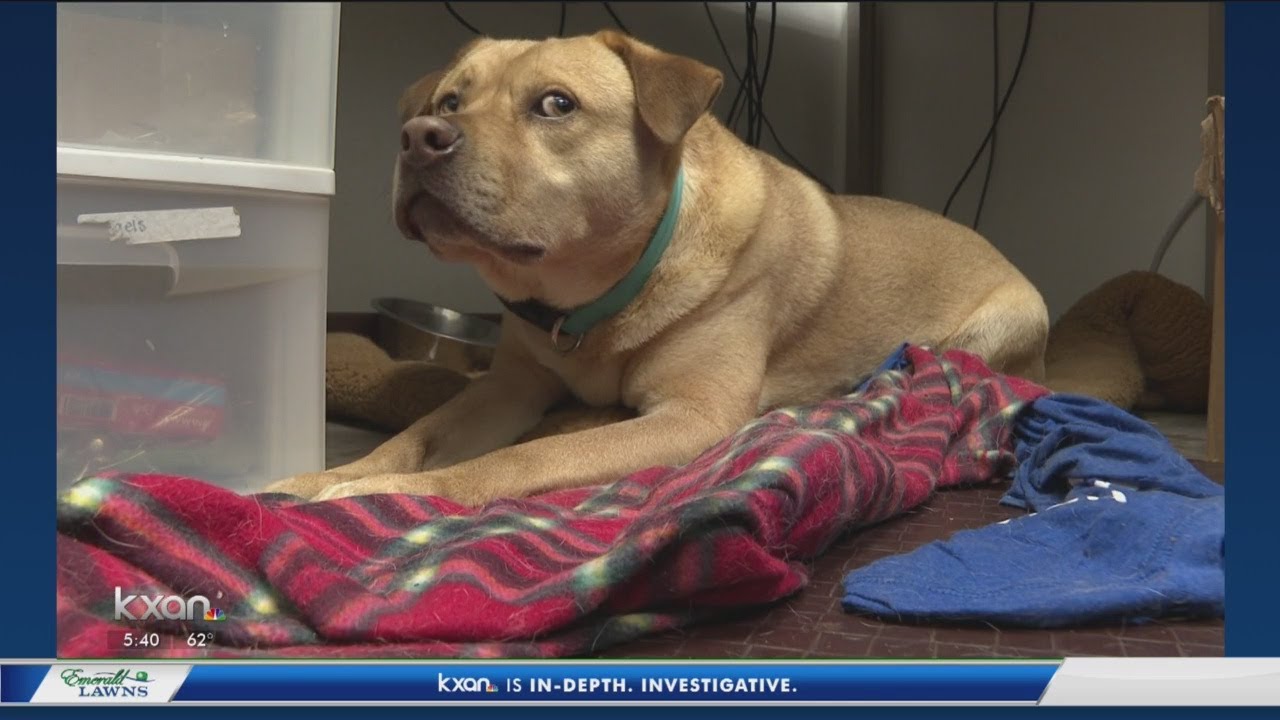 Shelter dog who steals clothes, money has touching motive YouTube