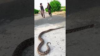 big snake and two dost