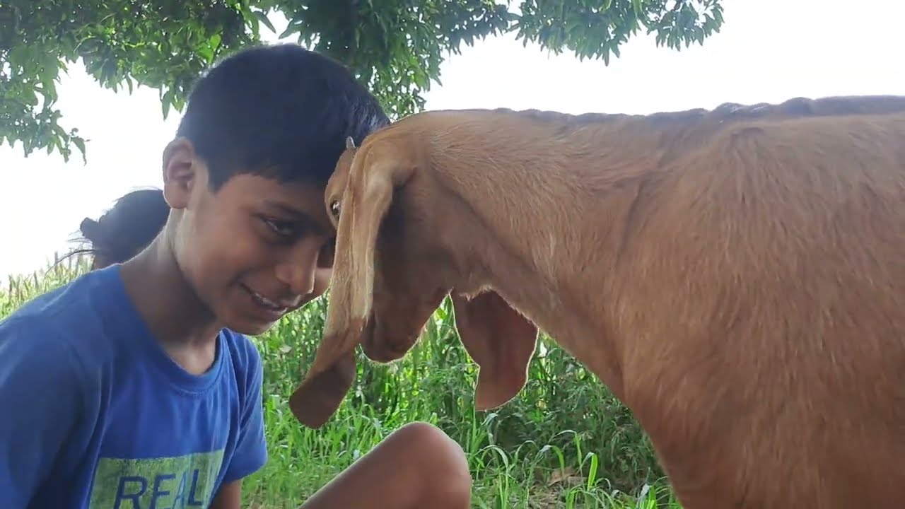 डुग्गू ने झीनू को मारा 🤣😭😭