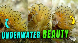 Nudibranch's Underwater Beauty Filmed Up-Close