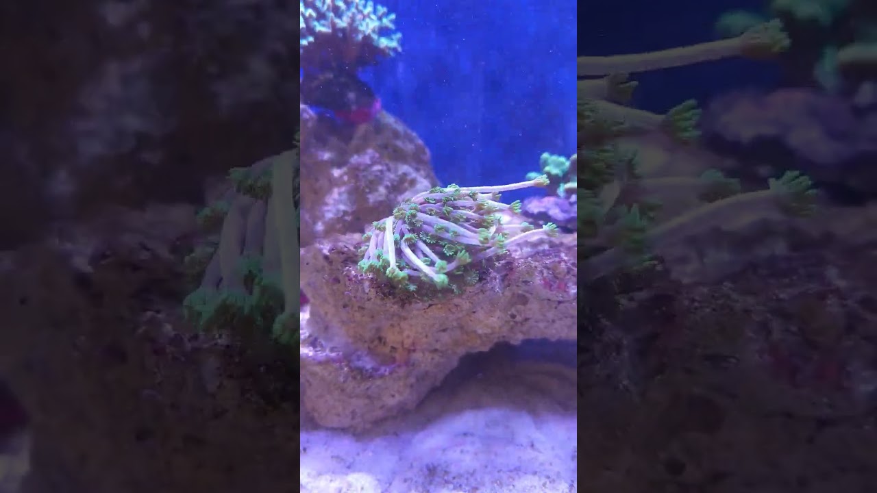 Josh's SPS Dominated 60 Gallon Reef Tank 