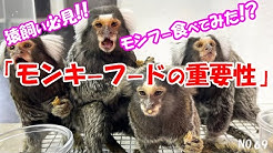 お猿3匹のコモンマーモセット飼育係 Youtube