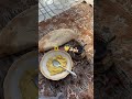 مراجعه طالبه سادس سادس احيائي مراجعة نهائية فلوكي 