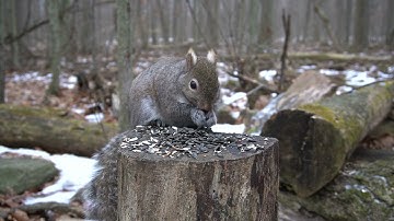 Squirrels Feeding in the Forest - 10 Hours - Jan 21, 2022