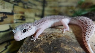 Unboxing Amazing Leopard Gecko! Pied Galaxy