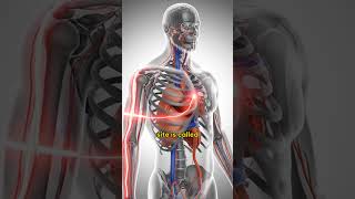 Why a Heart Attack Causes Left Arm Pain