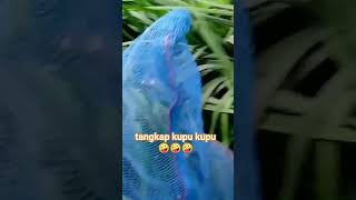 menangkap kupu kupu di alam#kupukupu#animal #hewan #shortvideo #trendingshorts#butterply