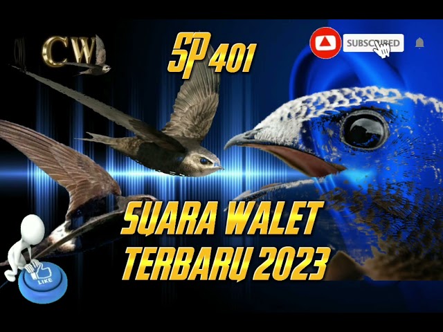 𝙨𝙪𝙖𝙧𝙖 𝙬𝙖𝙡𝙚𝙩 𝙩𝙚𝙧𝙗𝙖𝙧𝙪 2023.𝙨𝙥 401. untuk suara panggil .รังนกนางแอ่น(âm thanh nuốt) class=