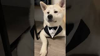 Akita Inu Reaction when you tell them to Stop #akitainu #dog #shorts #funny