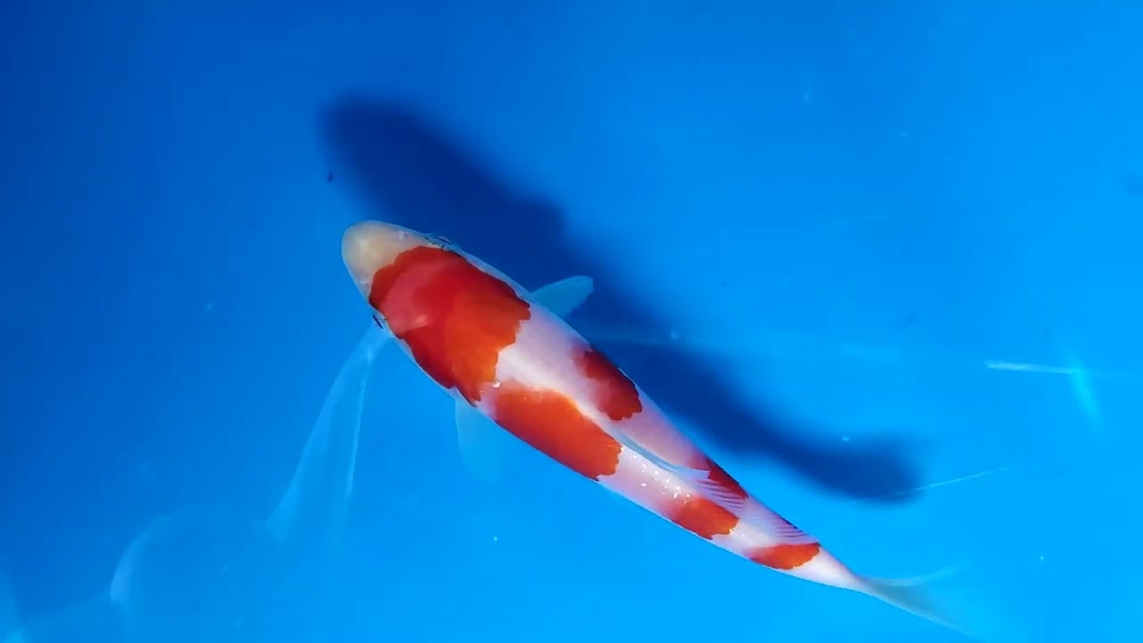 第5回ライブ鯉カップ Part I】260208-020の出品鯉のご紹介！！ - YouTube