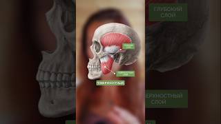 Спазм этой мышцы убивает твою красоту! #здоровье #омоложение #фейсфитнес