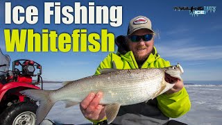Ice Fishing Whitefish (The Complete Guide)