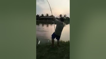 Vlogs 18 Báo cá - Hồ Vườn Dừa ấp Ngã Tư, xã Nhuận Đức, huyện Củ Chi, TP HCM || Mần Nông Vlogs