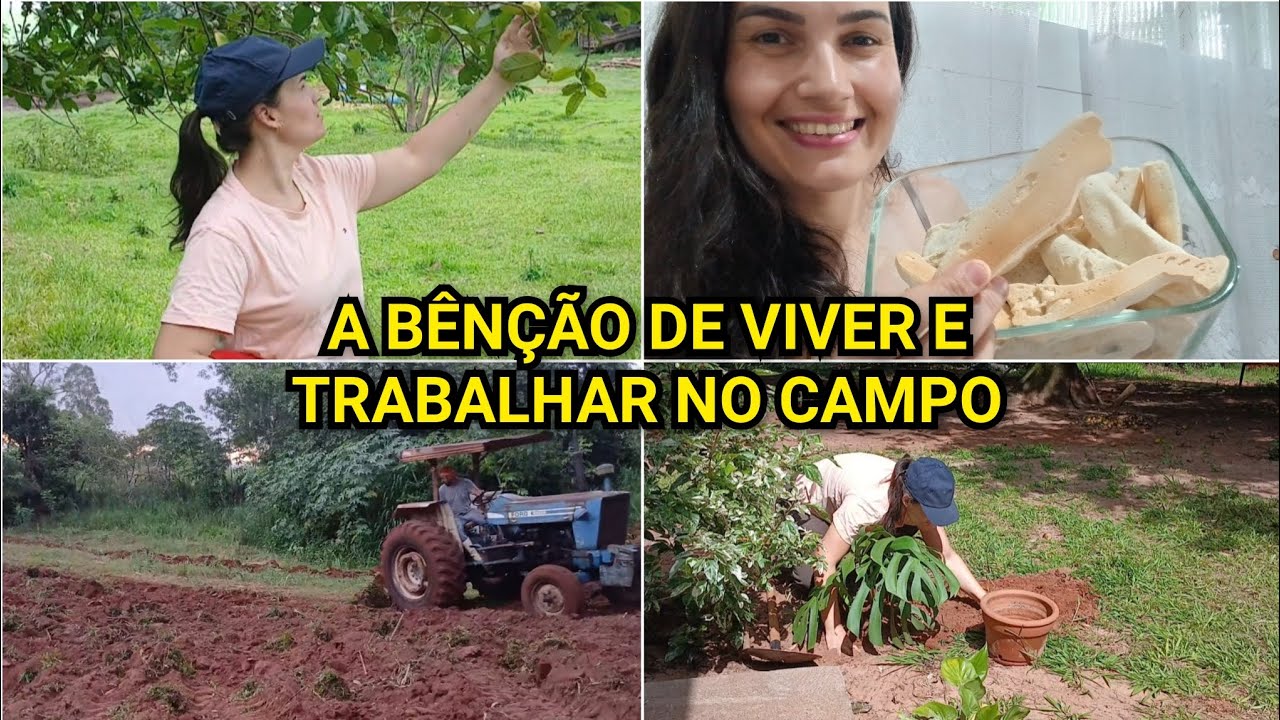 ARANDO A TERRA PRA PLANTAR MILHO/ CUIDANDO DO QUINTAL/ QUIBE ASSADO E BISCOITO DE POLVILHO 🚜🌳💚