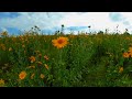 Flores de Olotera | VR Experience #6