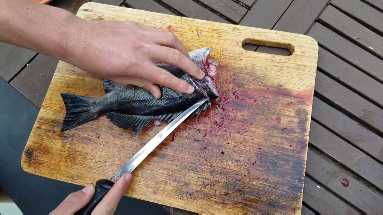 How To Fillet a Blue RockFish