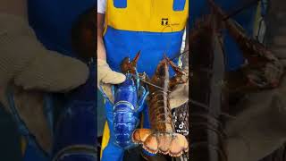 Real Blue Lobster