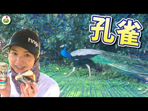 ゴルフ場にクジャクがいた！