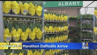Boston Marathon Daffodils Arrive In The City