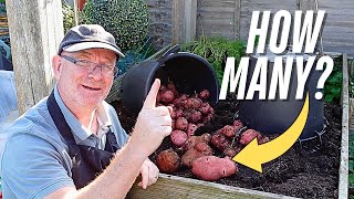 Growing Potatoes in Buckets: End of Season SURPRISE Results!