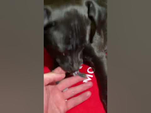 Собачий кайф 🥰 обновки🎁 - YouTube