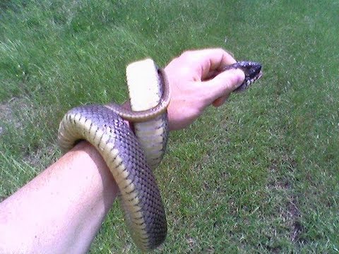 Snake Attack Snake Attack