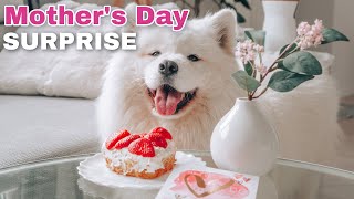My Dog Surprised Me On Mother's Day !!! 😍 by Mayapolarbear 1,003,722 views 3 years ago 6 minutes, 30 seconds