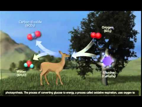 The Carbon Cycle 3D Animation - YouTube