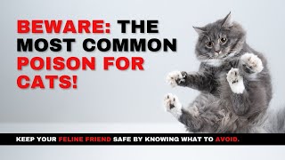 Top Poisoning Risks for Cats | Cat care | Cat care tips | Common Poisoning Risks for Cats | by All For Love 1,504 views 7 months ago 3 minutes, 29 seconds