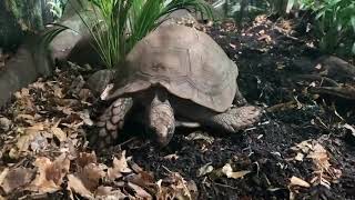 Asian giant tortoise fixing her nest pile