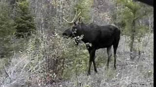 Video thumbnail of "Moose Calling in Hearst"