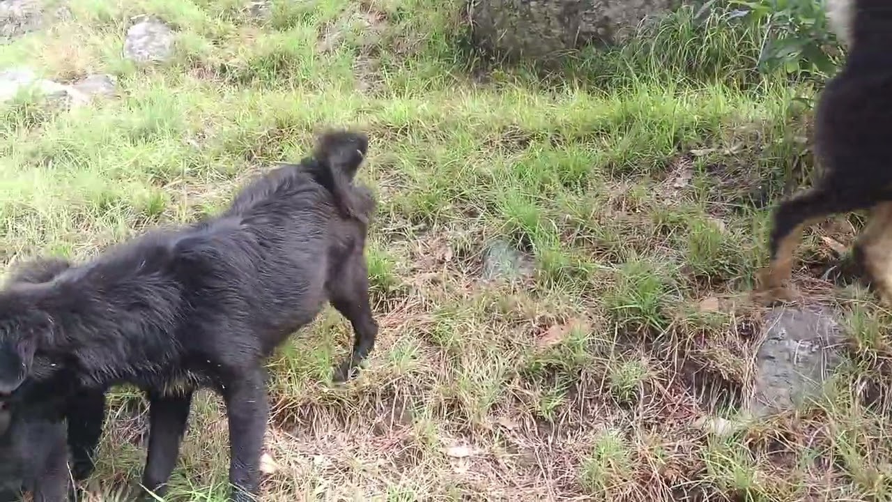 Himalayan mastifft dogs top quality 9410 743921