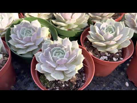 Video: Echeveria 'Lola' -kasvien hoito – kuinka kasvattaa lola-mehikasvi