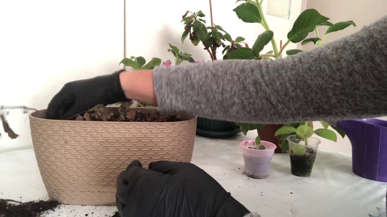 KOHLERİA NEDEN KURUR