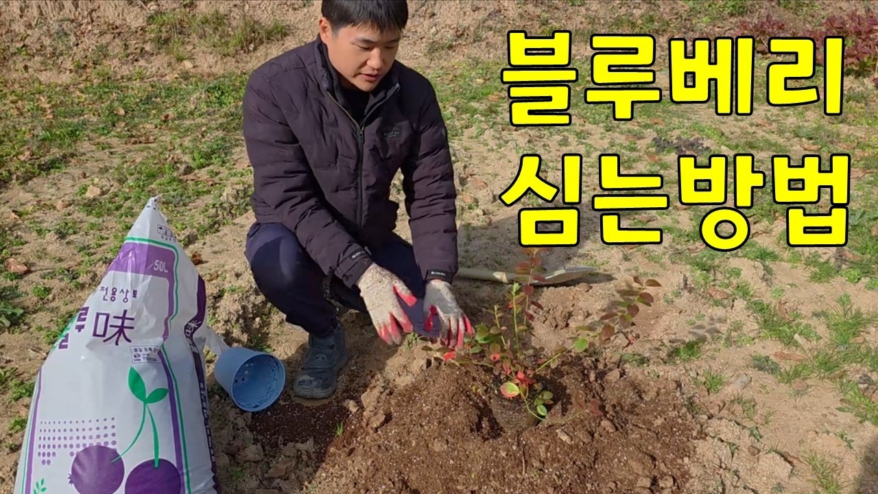 블루베리 죽이지 않고 심는방법