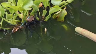 Mancing ikan dikolam depan Rumah asiknya Hiburan Saat Libur kerja