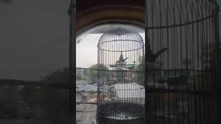 Masteran Gelatik Batu Memancing Lawan