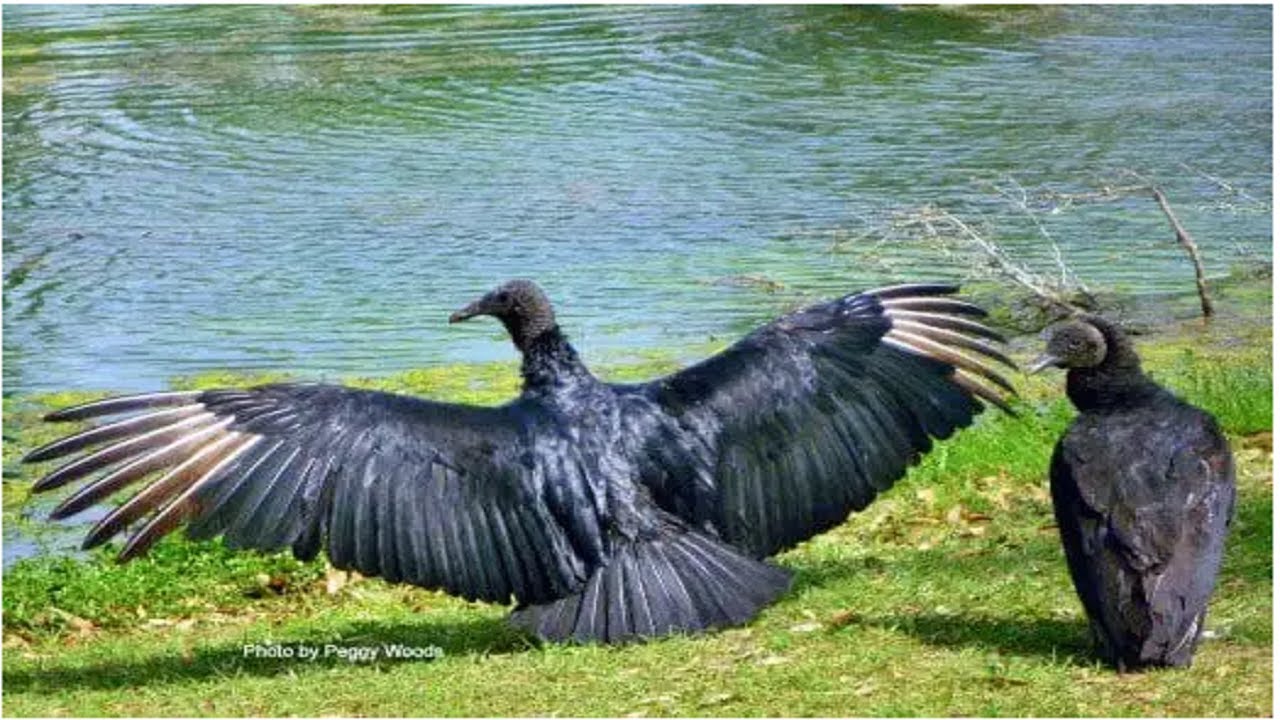 Mary Jo Peckham Park 05.27.2022 Friday