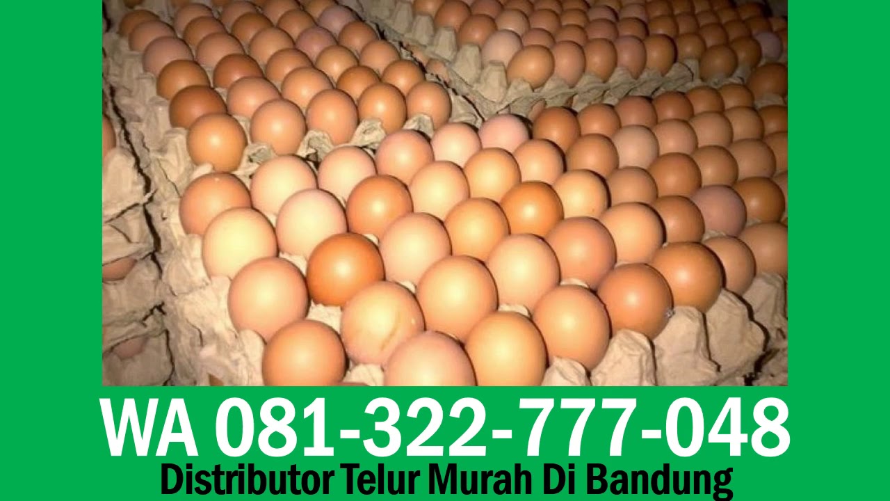 1 Kg Telur Ayam Isi Berapa Butir : Telur ayam negeri 1kg grab / gojek