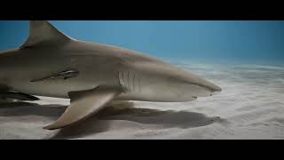 Envoy: Shark Cull FULL SCENE - alternatives to shark culling - Ocean Guardian Shark Shield