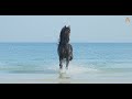 Animalia - Horse Andalus plays in the sea